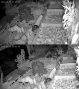 icSee Dual Lens 6MP Wifi Baby Monitor - Color Night Vision, 2-Way Talk, Human Detection, iCsee App, 24/7 Recording - photo 2