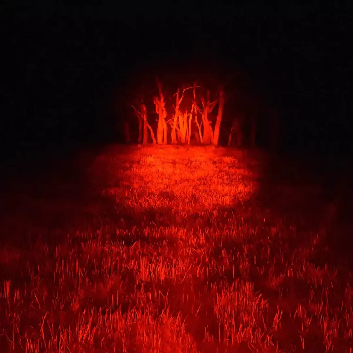 Where to Buy Multi-Colour Flashlights in Kenya for Night Wildlife Spotting